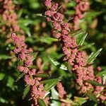 Chenopodium rubrum 花