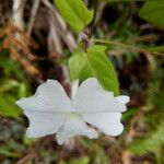 Thunbergia laevis ᱵᱟᱦᱟ