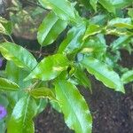 Prunus lusitanica Foglia