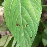 Acalypha communis Blad