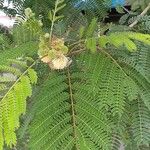 Acacia angustissima Floare