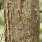 Iryanthera hostmannii 樹皮