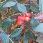 Cotoneaster franchetii Frutto