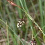 Carex magellanica Altro