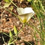 Calochortus leichtlinii Flower