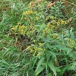 Senecio hercynicus Flower