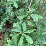 Berberis aggregata Leaf