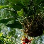 Stanhopea tigrina Flower