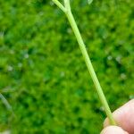 Ranunculus parviflorus خشب