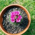 Mammillaria spinosissimaBloem