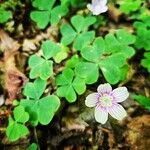 Oxalis montana Květ