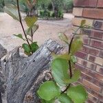 Combretum apiculatum Leaf