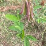 Crotalaria pallida Плод