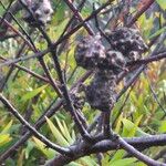 Hakea salicifolia Frucht