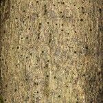 Acropogon moratianus 樹皮
