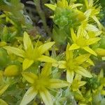 Sedum acre Cvet