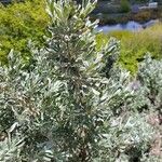 Artemisia tridentata Blad