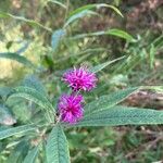 Vernonia noveboracensisBlomma