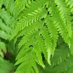 Athyrium filix-femina Leaf