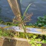 Cyperus distans Цвят