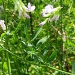 Vicia biennis Leaf