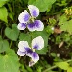 Viola × melissifolia Flower