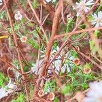 Symphyotrichum ericoides Bark