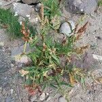 Rumex salicifolius Blatt