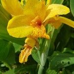 Canna × hybridaFlower