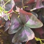 Oxalis triangularis Blatt