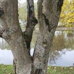 Acer cappadocicum Bark