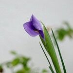 Iris xiphium ഇല