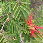 Calliandra tweediei Leaf