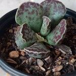 Adromischus cooperi Folha