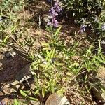 Salvia cuspidata Habit