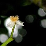 Arawakia weddelliana Fleur