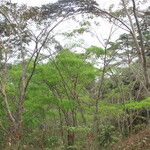Pericopsis elata Habitat