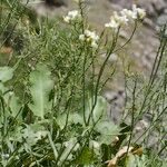 Brassica insularis Habit