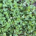 Oxalis exilis Hoja