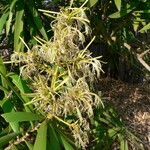 Dracaena mannii Flower