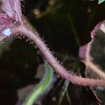 Heuchera micrantha Ŝelo