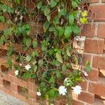 Thunbergia fragrans 花