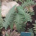 Blechnum appendiculatum Folha