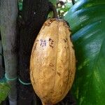 Theobroma cacao Fruit