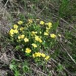 Potentilla aurea Natur