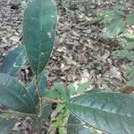 Tapura amazonica Лист