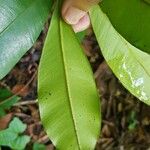 Calophyllum teysmannii Leaf