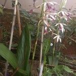 Phaius tankervilleae Квітка