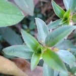 Sauvagesia erecta Leaf