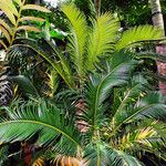 Cycas revoluta Συνήθη χαρακτηριστικά